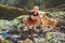 Smiling middle-aged man petting his beagle dog near mountain forest stream while he waiting for laundry drying and trekking boots