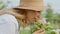 A smiling middle aged woman in profile view delicately tilts head for sniff her favorite floral scent. A lady looks with