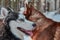 Smiling muzzle husky dog. Portrait of happy Siberian husky on walk in winter forest.