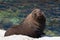 Smiling New Zealand Fur Seal (kekeno) on rocks at Kaikoura Seal
