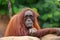 Smiling Orangutan Ape Monkey Closeup