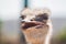 Smiling ostrich. ostrich head on blurred background