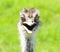 Smiling ostrich and the World Wildlife Zoo in Arizona