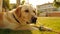 Smiling owner with cute purebred retriever playing in green grass generated by AI