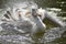 a smiling pelican on the pond