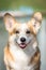 Smiling Pembroke Welsh Corgi portrait