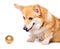 Smiling Pembroke Welsh Corgi puppy with golden ornament