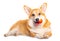 Smiling Pembroke Welsh Corgi puppy playing