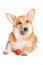Smiling Pembroke Welsh Corgi puppy playing with a toy