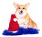 Smiling Pembroke Welsh Corgi puppy with red santa hat