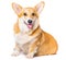 Smiling Pembroke Welsh Corgi puppy sitting