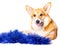 Smiling Pembroke Welsh Corgi puppy tincel