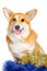 Smiling Pembroke Welsh Corgi puppy with tincels