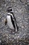 Smiling penguin, Beagle Channel, Ushuaia, Argentina