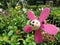 Smiling pink bee in flower garden