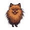 Smiling Pomeranian, cute lap dog, loyal friend