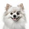 Smiling Pomeranian Dog On White Background