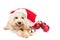 Smiling poodle dog in santa costume posing with Christmas orname