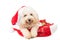 Smiling poodle dog in santa costume posing with Christmas orname