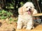 Smiling poodle dog sitting on chair in the park