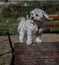 Smiling poodle dog sitting on a chair in the park