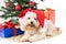Smiling poodle puppy in Santa hat with Chrismas tree and gifts.