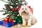 Smiling poodle puppy in Santa hat with Chrismas tree and gifts.