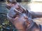 Smiling portrait of a large adult male hippo