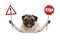 Smiling pug dog holding up red stop and exclamation mark sign