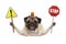 Smiling pug dog holding up red stop sign and yellow exclamation mark sign, with orange flashing light on head