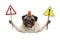 Smiling pug dog holding up stop sign and yellow exclamation mark sign, with orange flashing light on head
