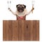 Smiling pug dog wearing leather barbecue apron, holding meat tong and spatula, behind wooden fence