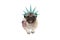 Smiling pug puppy dog holding American flag, hanging on white banner, wearing lady Liberty crown