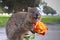 Smiling quokka with rose. Quokkas a friendly small Australian kangaroos