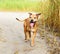 Smiling redhead American pit bulls walking on nature