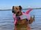 Smiling rescue dog enjoying summer day at the beach