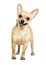 Smiling Russian Toy Terrier