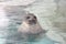 Smiling seal