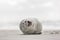 Smiling seal on the beach