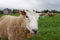 Smiling sheep on a meadow with another sheep on a background