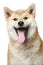 Smiling Shiba inu dog