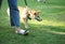 Smiling Shiba Japanese dog standing on the floor