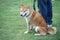 Smiling Shiba Japanese dog standing on the floor