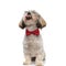 Smiling Shih Tzu puppy panting with eyes closed, wearing bowtie