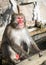 Smiling and sitting red face Japanese macaque monkey