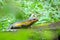 Smiling skink among green plants