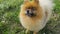 Smiling small dog Pomeranian spitz looking up. Waiting asking for food treats. Licking. Video footage