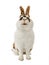 Smiling spotted rabbit isolated on a white