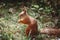 Smiling Squirrel eating a nut in the woods