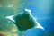 Smiling Stingray swimms under blue water. Closeup Stingray through aquarium window